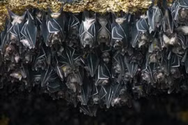 Tìm thấy loài dơi mang virus Nipah nhiều nhất ở nơi này