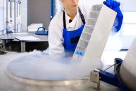 Phục hồi não chuột đông lạnh thành công, hứa hẹn tạo đột phá lớn