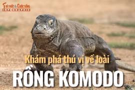 [INFOGRAPHIC] Khám phá thú vị về loài rồng Komodo
