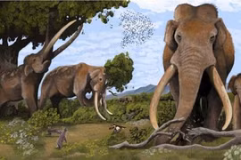 Loài 'quái thú' nặng 13 tấn bị người Neanderthal săn bắt nhiều