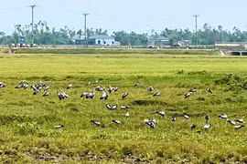 Hàng trăm con chim xuất hiện tại Hà Tĩnh: Loài quý hiếm trong Sách đỏ