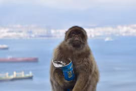 Bí ẩn hành vi ăn đất của loài khỉ ở Gibraltar