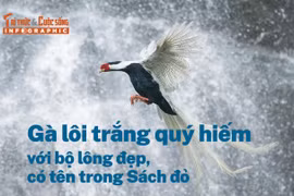 [INFOGRAPHIC] Gà lôi trắng quý hiếm với bộ lông đẹp, có tên trong Sách đỏ