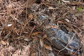 Khó tin mèo rừng Florida "xử đẹp" trăn Miến Điện dài 4m