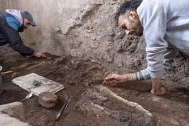Giải mã hai bộ xương động vật ở Pompeii hé lộ cái chết bi thảm