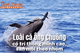 [INFOGRAPHIC] Loài cá Ông Chuông quý hiếm có trí thông minh cao