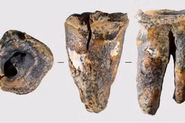Chiếc răng khoảng 60.000 năm tuổi của người Neanderthal hé lộ bí mật bất ngờ