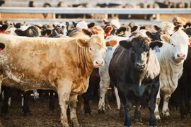 Ký sinh trùng 'giòi ăn thịt' tái xuất ở Mỹ, Texas ban bố thảm họa