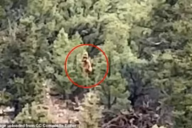 Xôn xao bằng chứng mới nhất về quái thú Bigfoot