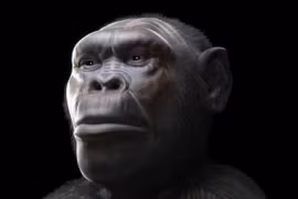 Hai loài người bí ẩn đi cùng tổ tiên Homo erectus rời khỏi châu Phi