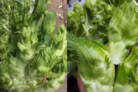 Sự thật sau cây mầm đá xanh mướt, bà nội trợ nào cũng phải "dè chừng"