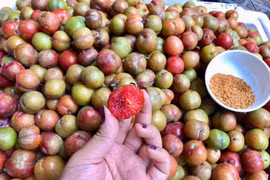 Mận đầu mùa giá 150.000 đồng/kg ế khách