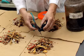 Bài thuốc cổ trị thiếu máu
