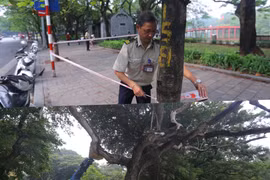 Định giá cây sưa đỏ ở Bờ Hồ