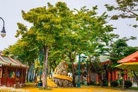 Mê mẩn điểm “săn” hoa sưa vàng đẹp nhất Đà Nẵng
