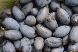 Loại quả “vàng đen” của mùa thu năm nay mất mùa