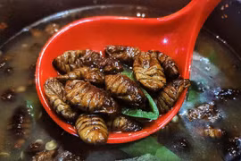 Gallery - MÓN ĂN TỪ CÔN TRÙNG - image 14
