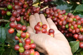 Giá tiêu thấp nhất thị trường ở mức 63.500 đồng/kg