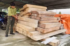Phát hiện gần 5 khối gỗ lậu trên đất của trưởng phòng Nội vụ huyện ở Quảng Nam