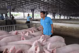 Giá heo hơi hôm nay: Tăng nhẹ ở một số tỉnh, mức cao nhất 58.000 đồng/kg