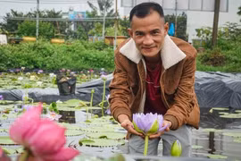 Người nông dân lai tạo được nhiều giống hoa sen, súng lạ ở Đà Nẵng
