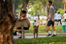 Hà Nội lại lập đội bắt chó thả rông, người dân nói gì?