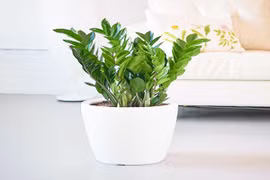 Đây là các loại cây tốt lành nên mua về nhà trong năm mới 