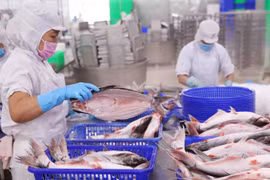 Giá bán cá tra VHC phục hồi chậm, cổ phiếu chưa hấp dẫn