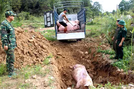 Thủ tướng chỉ đạo ngăn chặn dịch tả lợn Châu Phi xâm nhiễm vào Việt Nam