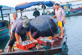 Sau vụ Formosa xả thải: Biển Bắc Trung bộ an toàn đến đâu?