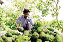 Mãng cầu xiêm Cần Thơ - giống cây trồng cực kỳ hưng thịnh
