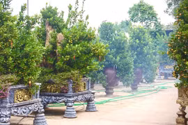 Quất cảnh năm nay tăng giá, có loại 25-30 triệu đồng