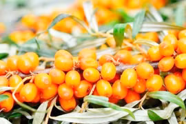 Bỏ việc lương cao về trồng cây, 10 năm sau thành “đại gia”