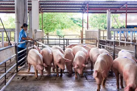 Nguồn cung đang thiếu hụt lớn, thương lái lùng mua lợn hơi giá cao 