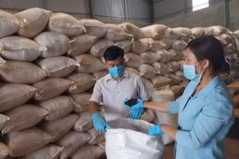 Thương lái Trung Quốc tăng thu mua hồ tiêu?