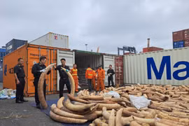 Vụ bắt giữ 7 tấn ngà voi: Thưởng 320 triệu cho các tập thể