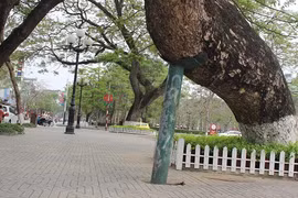 Hà Nội nên học Hải Phòng cách gìn giữ cây cong nghiêng?