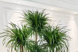Gợi ý lựa chọn cây cảnh “hút tài lộc” cho ngày Tết
