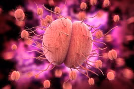 vi khuẩn Lậu (Neisseria gonorrhoeae)