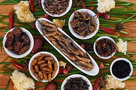 Gallery - MÓN ĂN TỪ CÔN TRÙNG - image 4