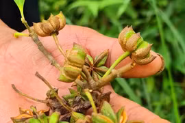 Việt Nam có mặt hàng “báu vật” nhiều quốc gia săn đón