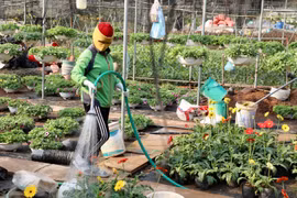 Thủ phủ hoa nổi tiếng miền Bắc rực rỡ sắc màu bước vào vụ Tết