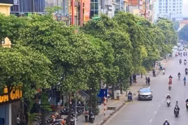 Video: Sống giữa khu phố nồng nàn mùi hoa sữa, người Hà Nội nói gì?