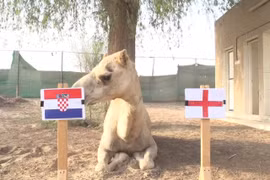 Video: Lạc đà “tiên tri” kết quả bất ngờ trận Anh - Croatia