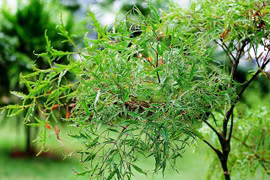 Những món ăn bài thuốc từ lá đinh lăng cực tốt cho sức khỏe