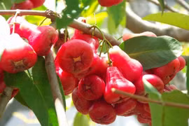 Công dụng chữa bệnh tuyệt vời từ quả roi 