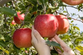 Tiêu thụ nhiều thực phẩm giàu flavonoid giảm nguy cơ gan nhiễm mỡ