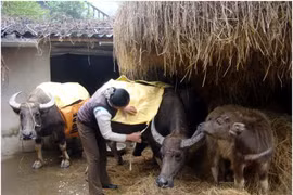 Bộ NN&PTNT yêu cầu chủ động ứng phó với rét đậm, rét hại