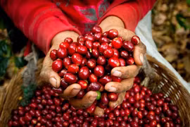 Giá cà phê hôm nay 27/11: Vì sao sụt giảm thê thảm 1.000 đồng/kg?