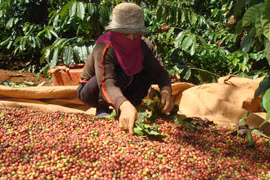  Giá cà phê hôm nay 10/12: Tăng mạnh 2 phiên liên tiếp từ đầu tuần, bà con nông dân vui